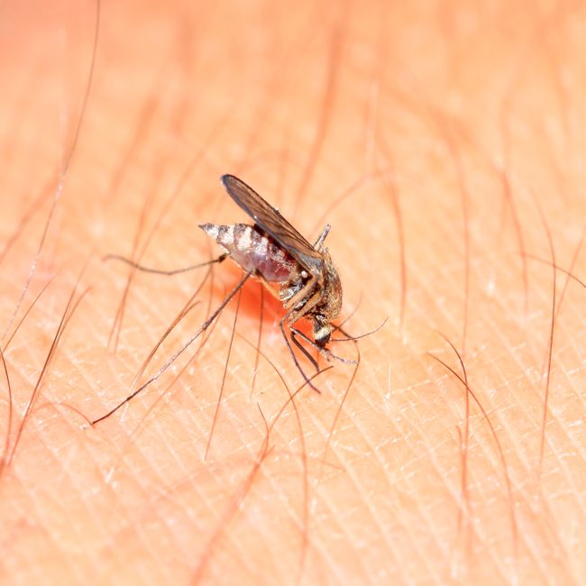1000 reizigers gezocht voor onderzoek naar door muggen en teken overdraagbare infecties